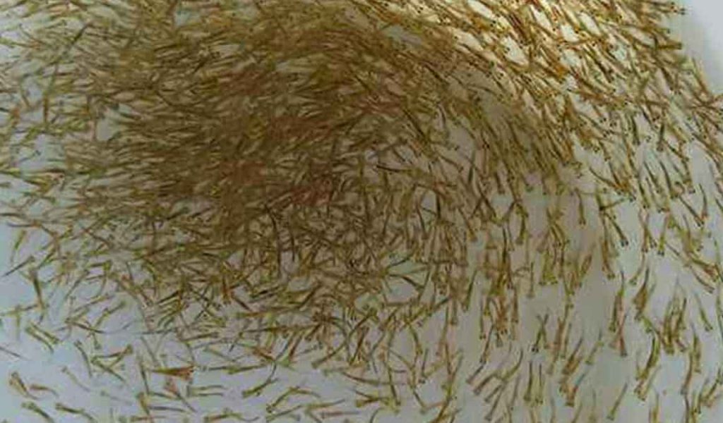 Cara Memilih Bibit Ikan Bandeng untuk Budidaya