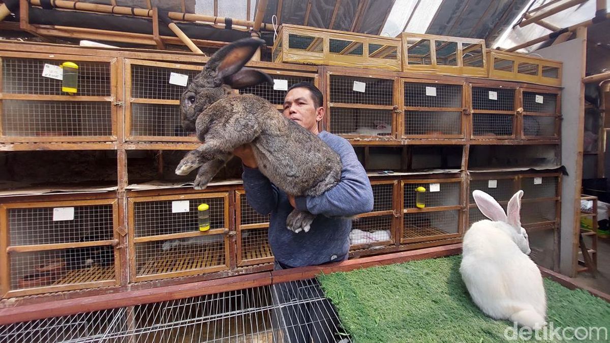 4 Cara untuk Merawat Anak Kelinci German Giant